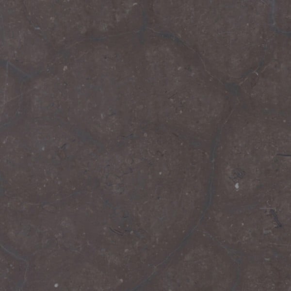Turtle Shell Limestone