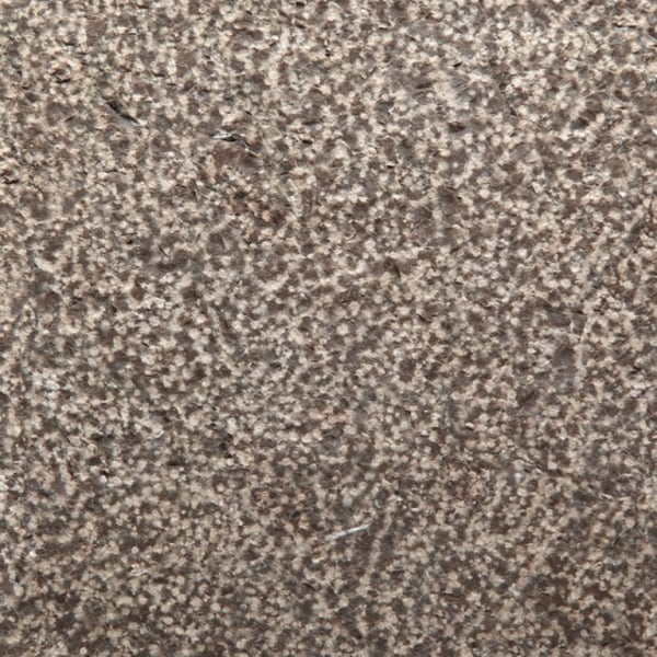 Turtle Shell Limestone