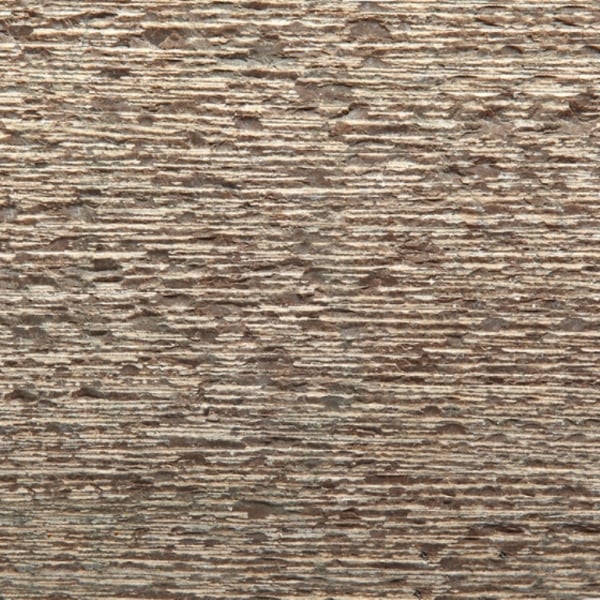 Turtle Shell Limestone