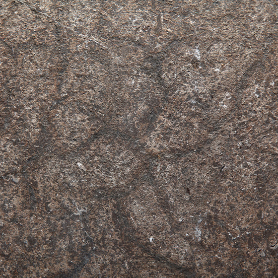 Turtle Shell Limestone